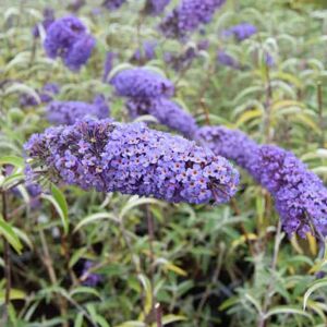 Buddleja davidii Nanho Blue ('Mongo') 60-80 cm